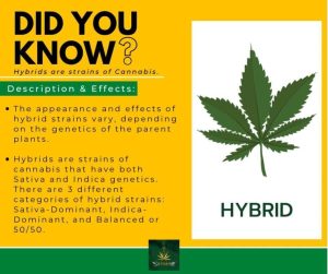 hybrid-cannabis