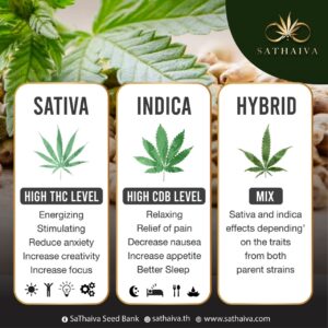 Exploring Different Cannabis
