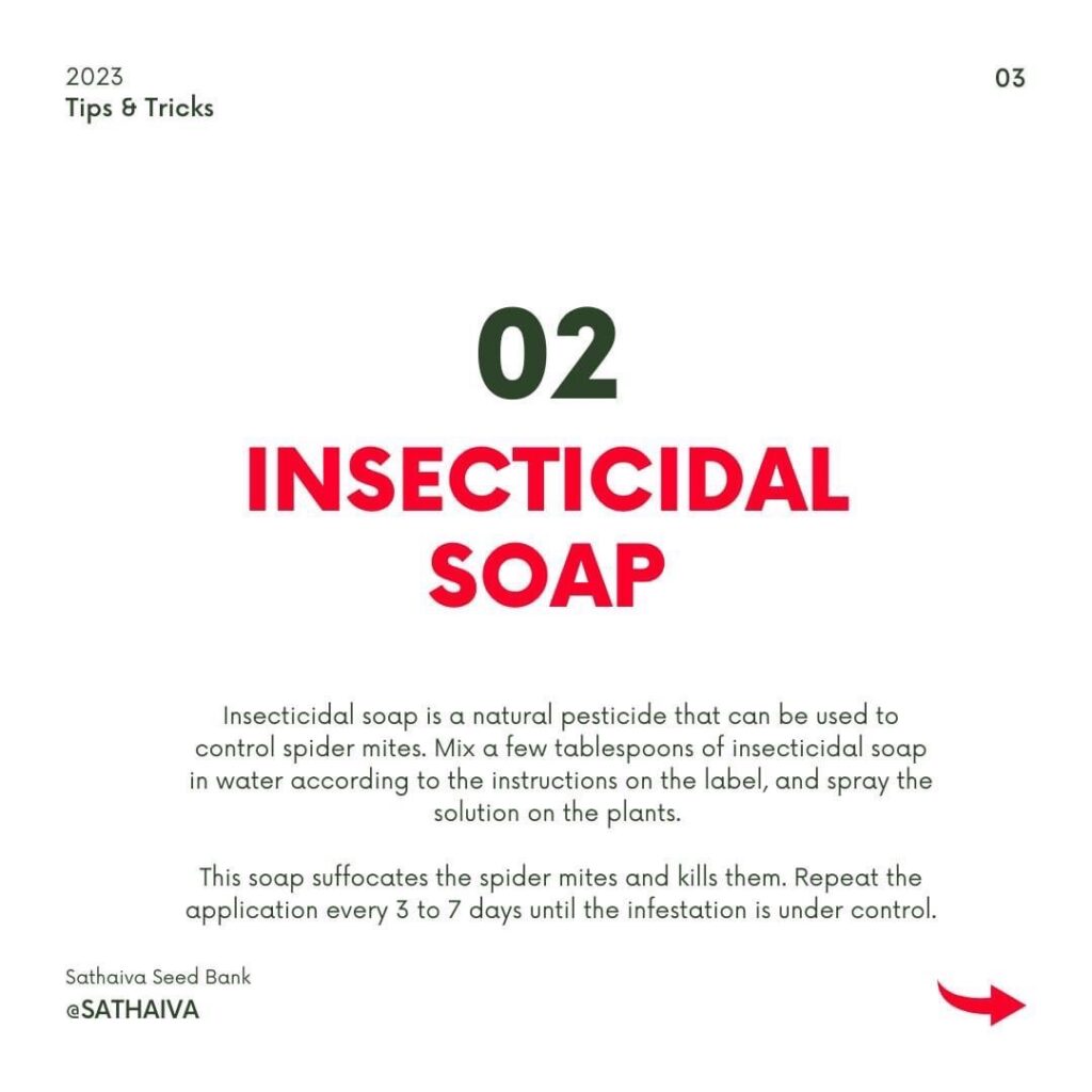inspecticidal soap - canabis