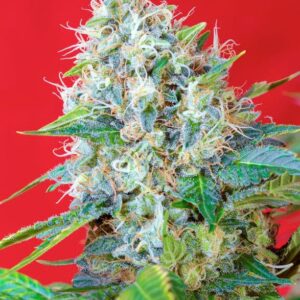 Green Poison® - Sweet Seeds