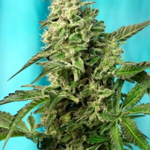 Green Poison F1 Fast Version® - Sweet Seeds