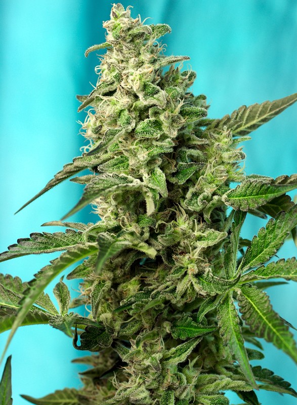 Green Poison F1 Fast Version® - Sweet Seeds