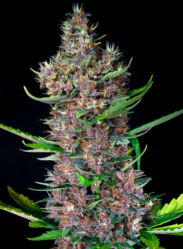Red Poison Auto® - Sweet Seeds