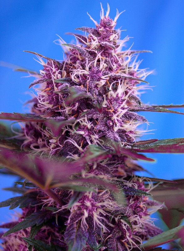 Red Poison Auto® - Sweet Seeds