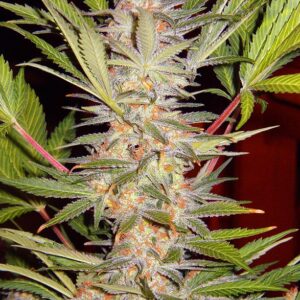S.A.D. Sweet Afgani Delicious S1® - Sweet Seeds