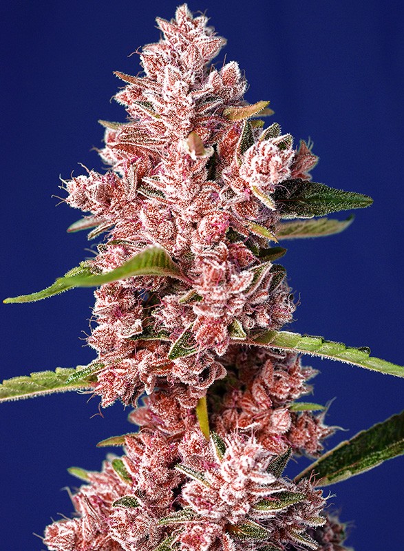 Tropicanna Poison F1 Fast Version® - Sweet Seeds